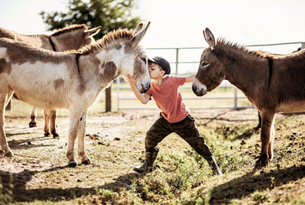 Donkeys at Florida Rescue Ranch an Sanctuary