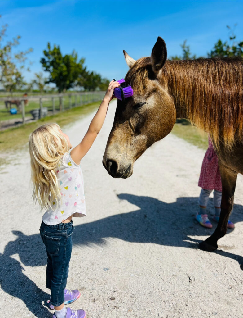 Sage an Older Sanctuary Horse at Florida Rescue Ranch