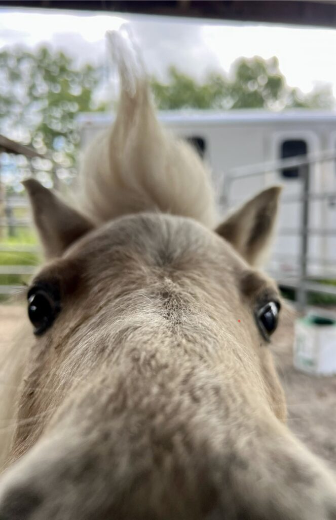 Worthy a 37 year old mini horse.