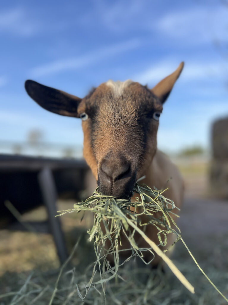 Tilly, the goat at Florida Rescue Ranch and Sanctuary