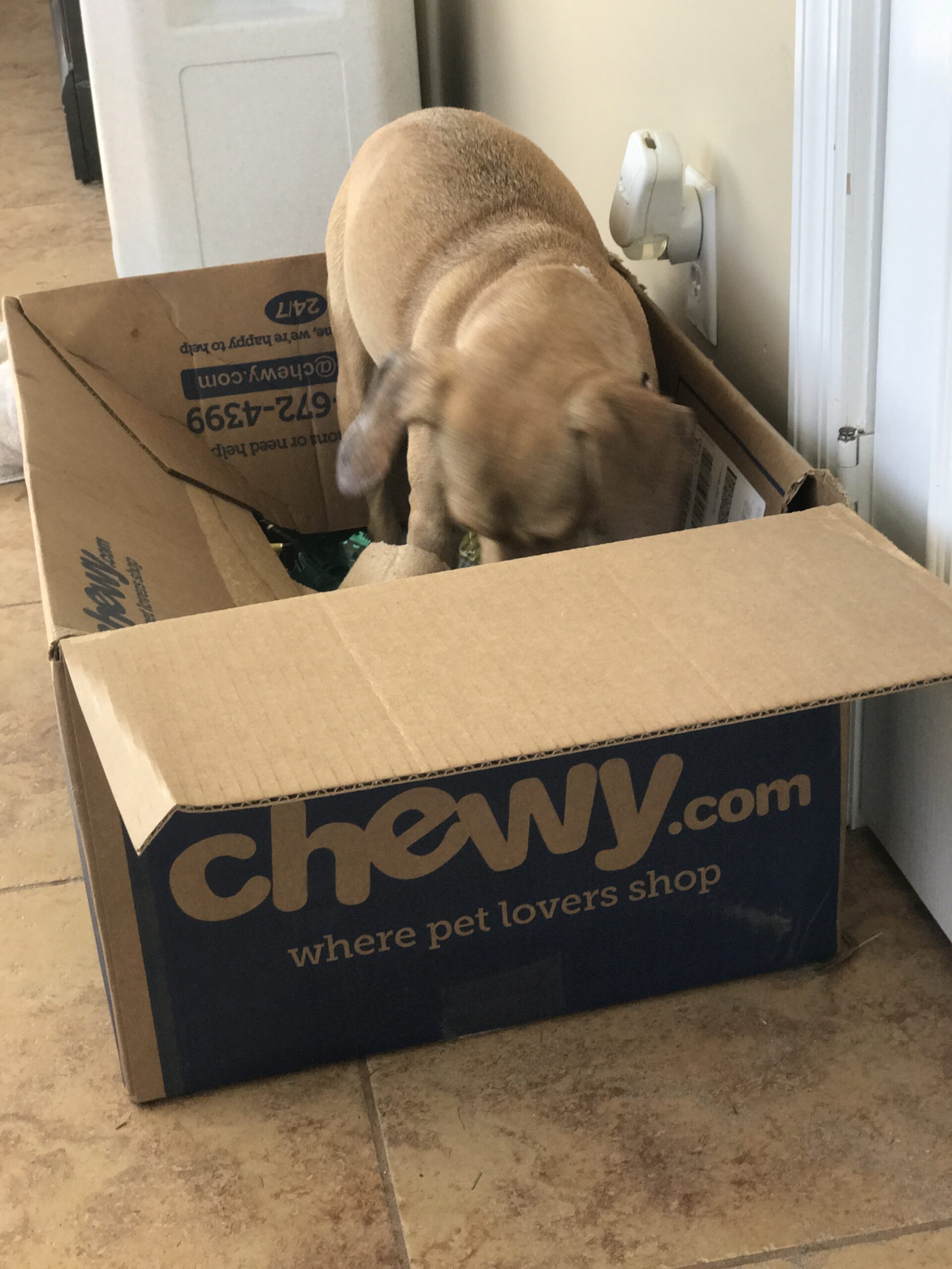 Florida Rescue Ranch's Chewy Wishlist