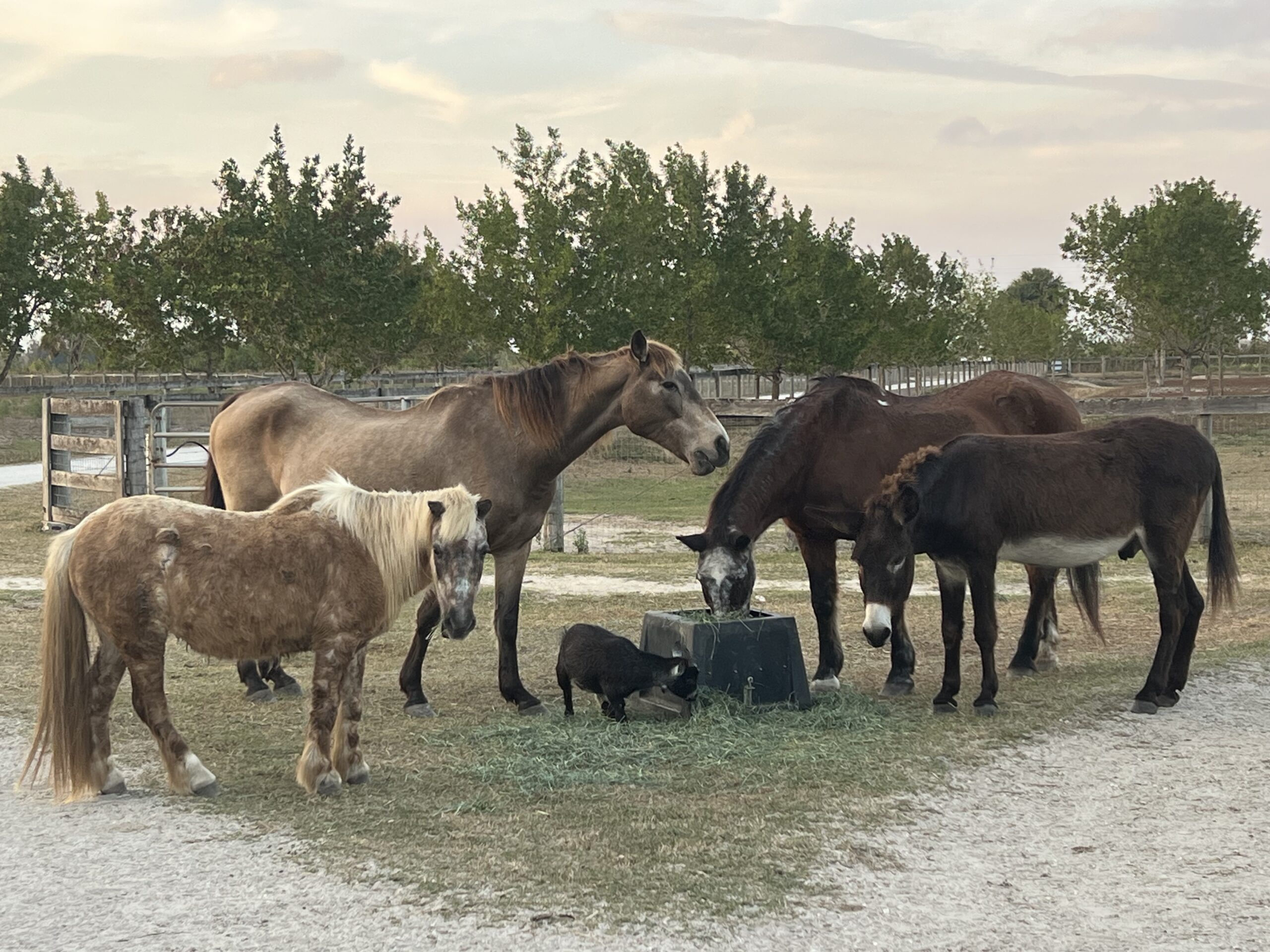 Senior Club At Florida Rescue Ranch and Sanctuary