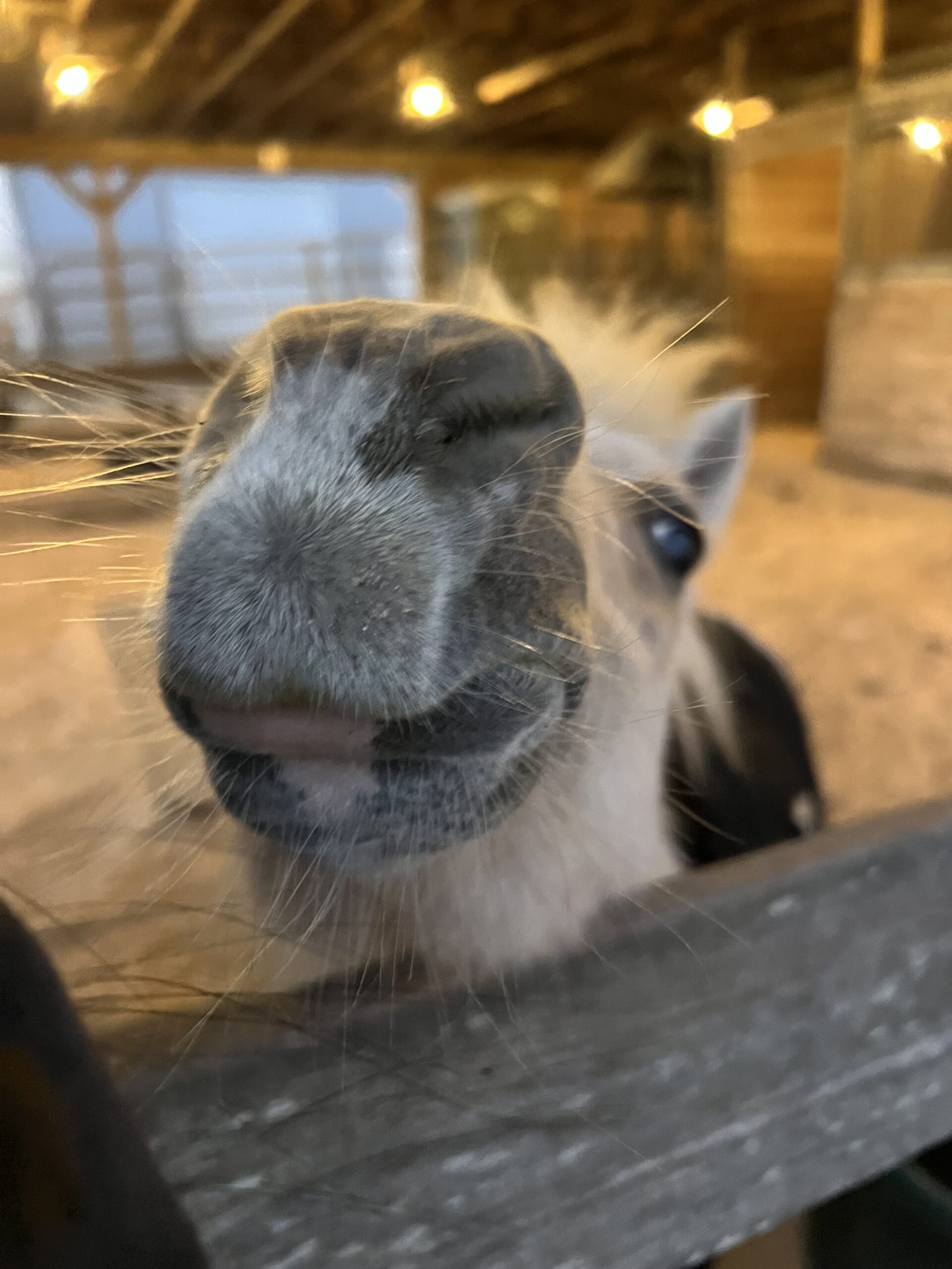 Worthy Oldest Smallest Sanctary Horse at Florida Rescue Ranch